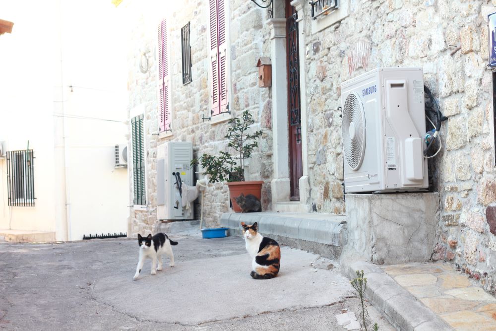 Cats of Foça