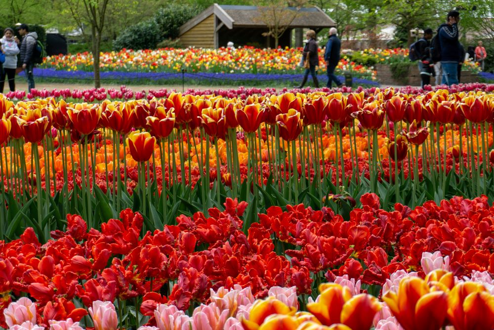 Tulip Gardens | Andrei Popescu - Unsplash